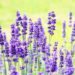 levandule kvet