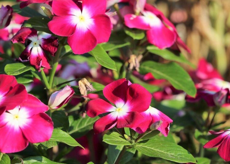 madagaskarsky barvinek ruzova