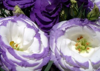 eustoma kvet