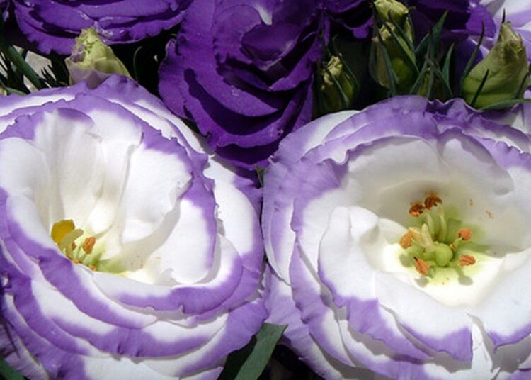 eustoma kvet
