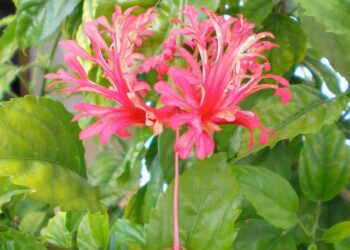 ibisek koralovy rostlina