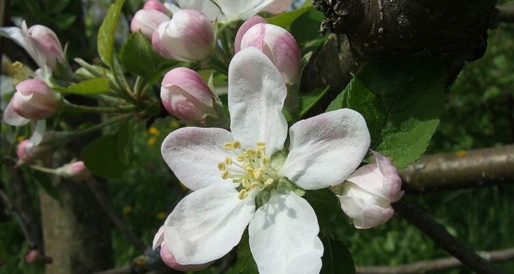 kvet jablone