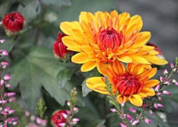 kvete zahrada na podzim t