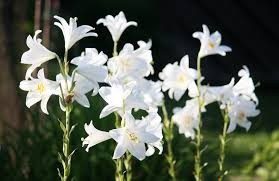 lilie kvet - Lilie bělostná je něžná kráska, nepropásněte její výsadbu