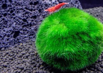 marimo