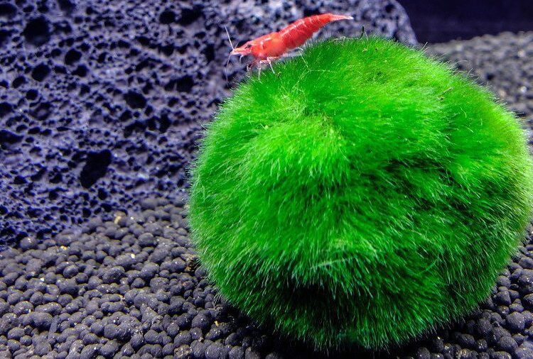marimo