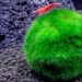 marimo