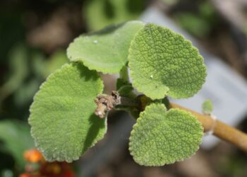 migrenovnik rostlina