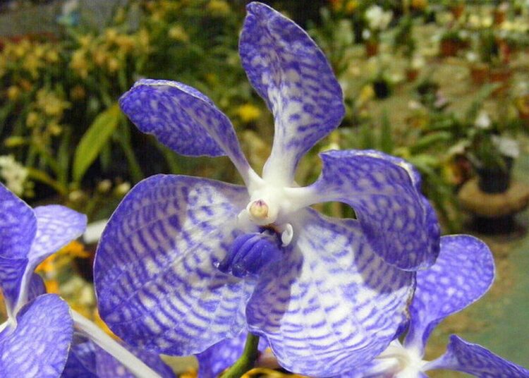 orchideje