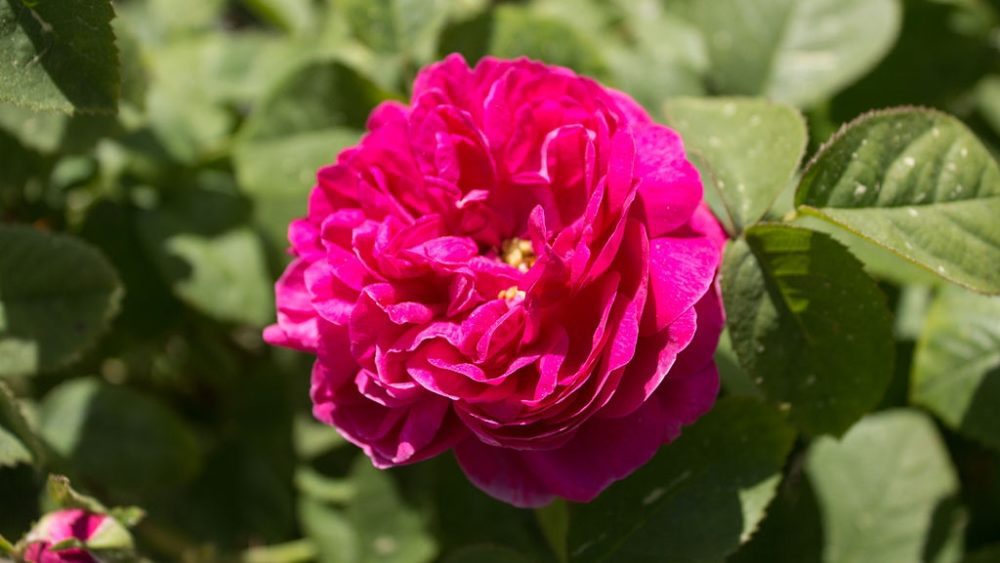 ruze - Historické růže či staré růže a jejich krása