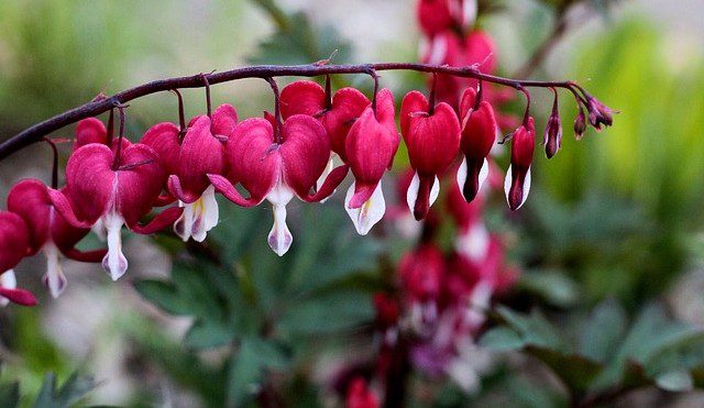 srdcovka rostina - Bělotrn a srdcovka: Návrat květin našich babiček na naše zahrady