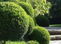 Buxus