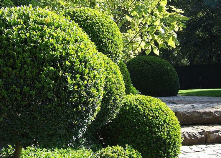 Buxus