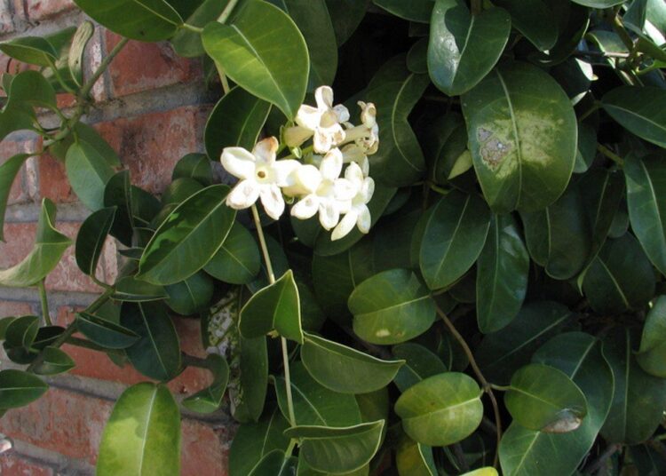 Stephanotis
