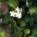 Stephanotis