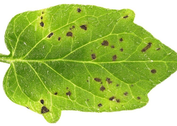 bakterialni skrvnitost