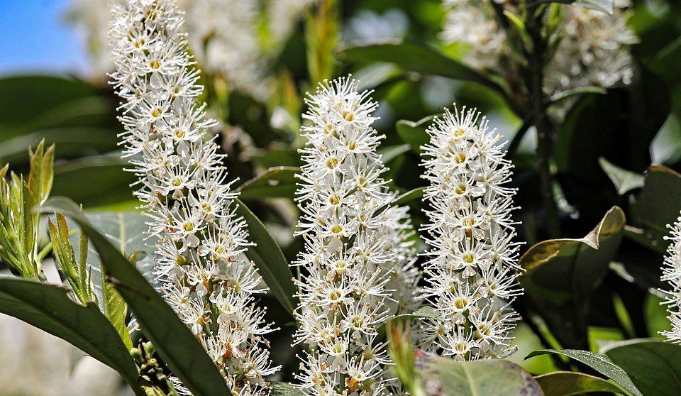 bobkovisen kvet - Bobkovišeň zdobí zahradu v každém ročním období