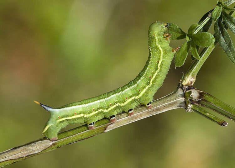 dlouhozobka svizelova