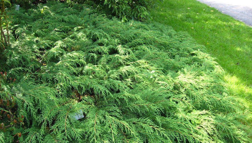 makrobiota krizolista