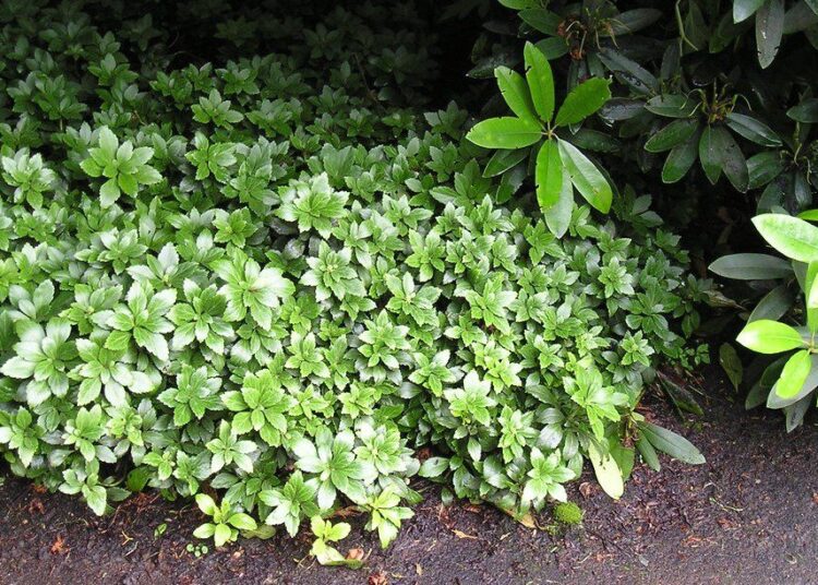 pachysandra