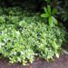 pachysandra