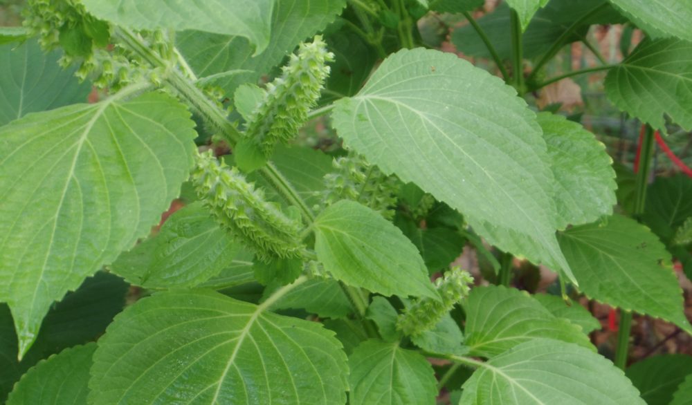 perila rostlina - Perila křovitá: Bylinka tlumící alergické reakce