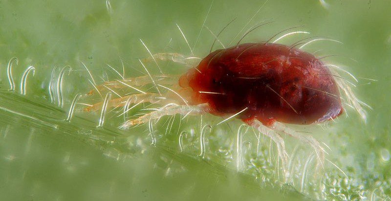 sviluska - Svilušky jsou opravdu úporným hmyzem, který škodí až ve čtyřech generacích za rok