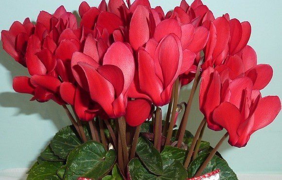 cyclamen