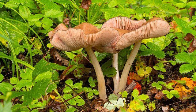 houby - Také vás trápí čarodějné kruhy v trávníku? Zbavit se jich lze, ale není to jednoduché