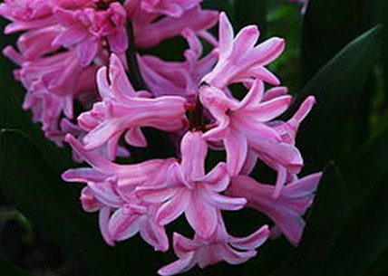 hyacint kvet - Hrnkové rostliny, které k Vánocům neodmyslitelně patří