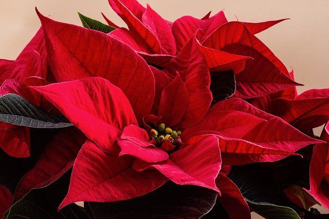 vanocni hvezda - Hrnkové rostliny, které k Vánocům neodmyslitelně patří