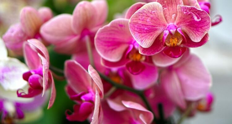 orchidej ruzova kvet
