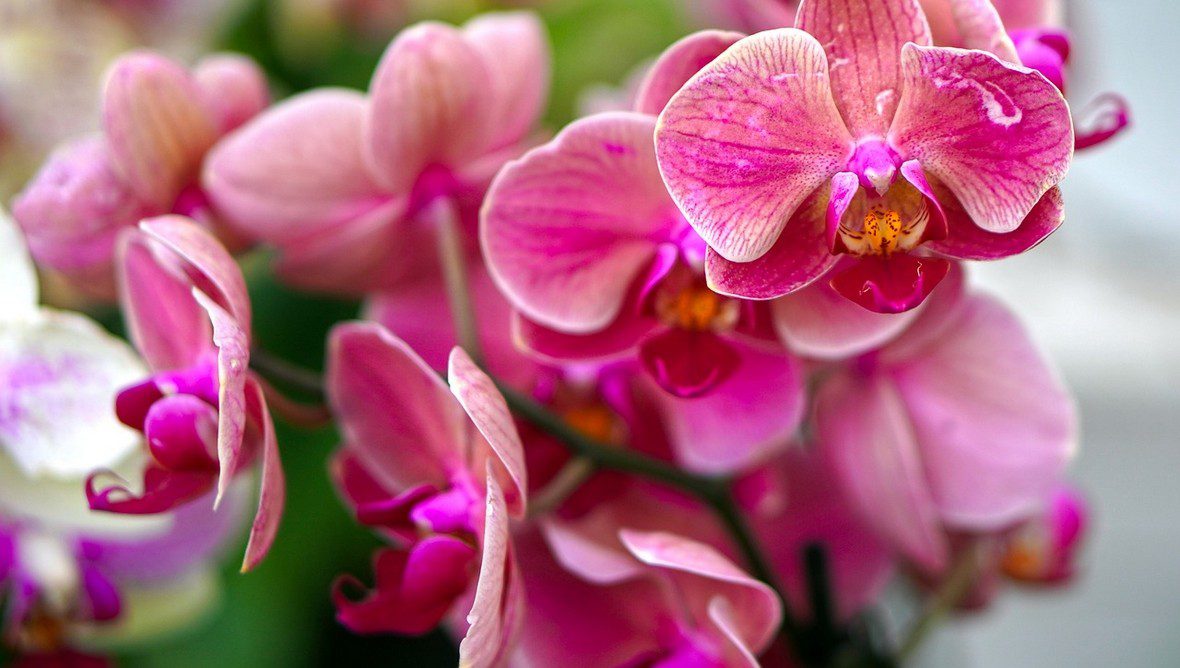 Proč mi nekvetou orchideje?
