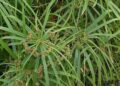Cyperus alternifolius