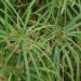 Cyperus alternifolius