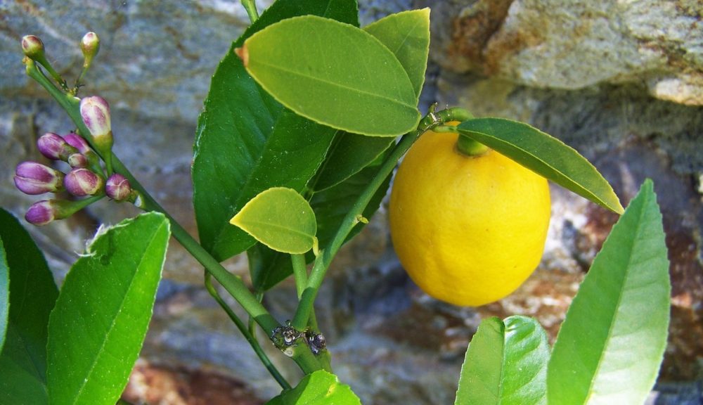 citron - Bio nebo nebio a další užitečné informace o citrónu