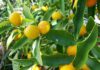 citrony plody