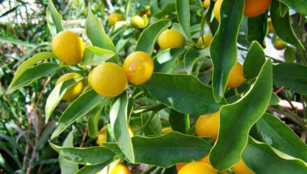 citrony plody