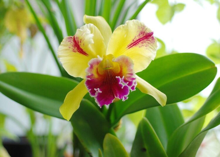 orchidej cattleya