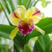 orchidej cattleya