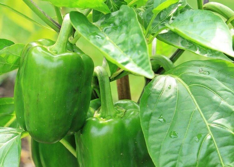 papriky zelene