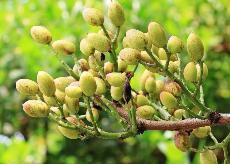 pistacie plody