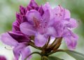 rhododendron fialova barva