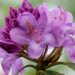 rhododendron fialova barva