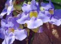 thunbergia