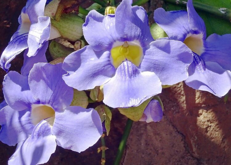thunbergia