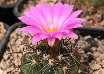 Coryphantha ramillosa