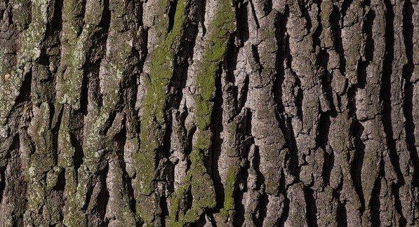 mech na strome - Přehled doporučení, jak se zbavit mechu téměř všude