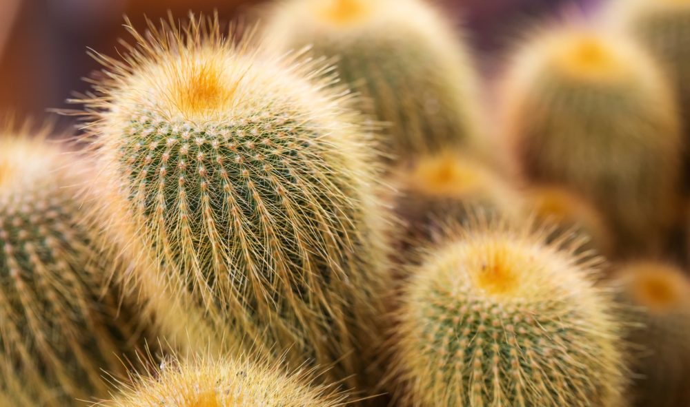 rostlina scaled - Zalévání kaktusů je úplná věda