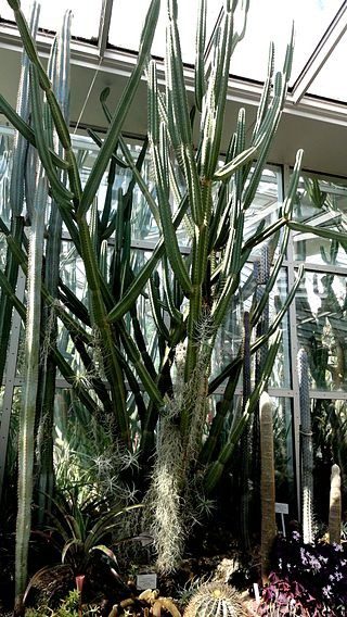 Cereus forbesii - Kaktusy rodu Cereus jsou oblíbené mezi pěstiteli